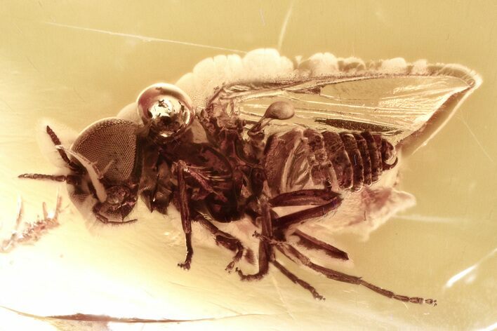 Detailed Fossil Black Fly (Simuliidae) In Baltic Amber #330686